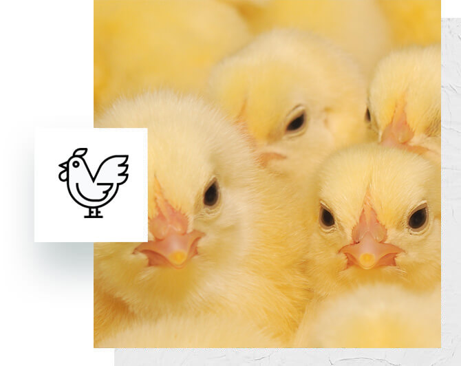 Poultry Industry